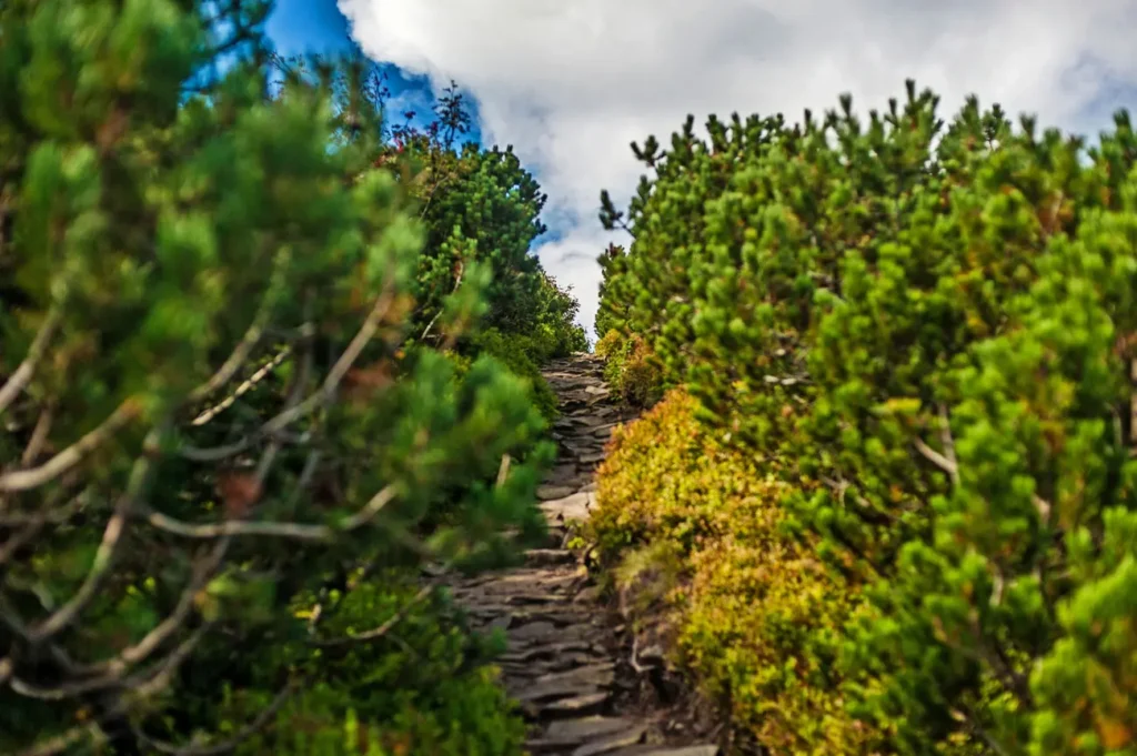 Babia Góra krzewy