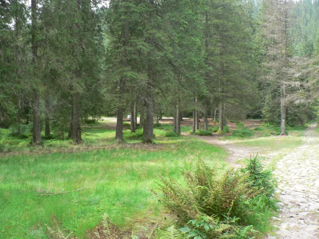 Dolina Suchej Wody psia trawka
