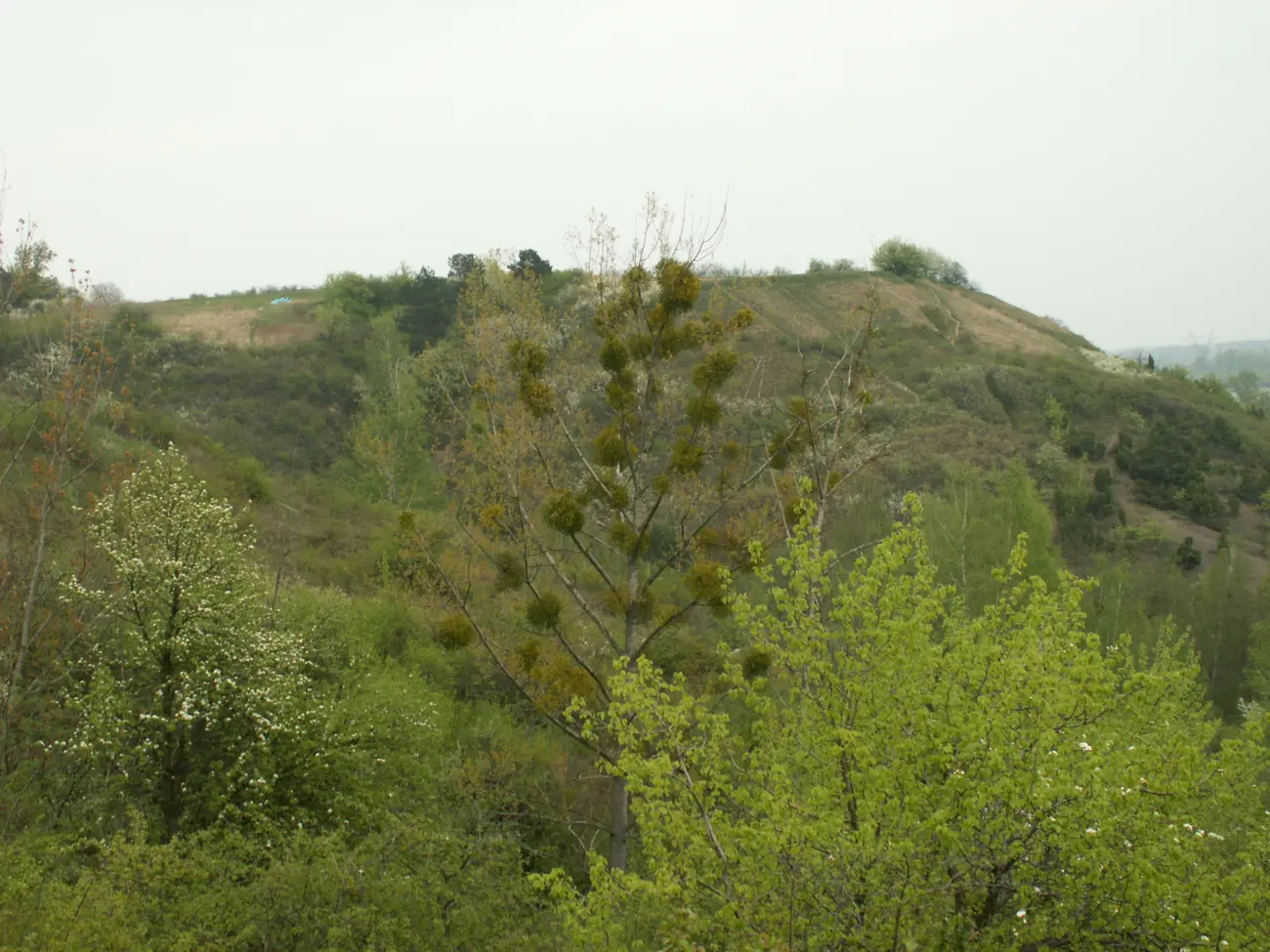 Gory pieprzowe jemiola