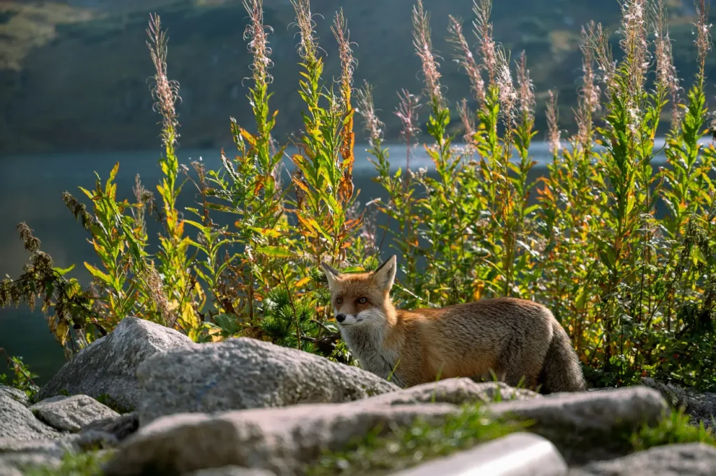 Schronisko PTTK w Dolinie Pięciu Stawów Polskich natura