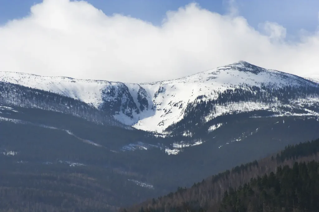 Śmielec w oddali