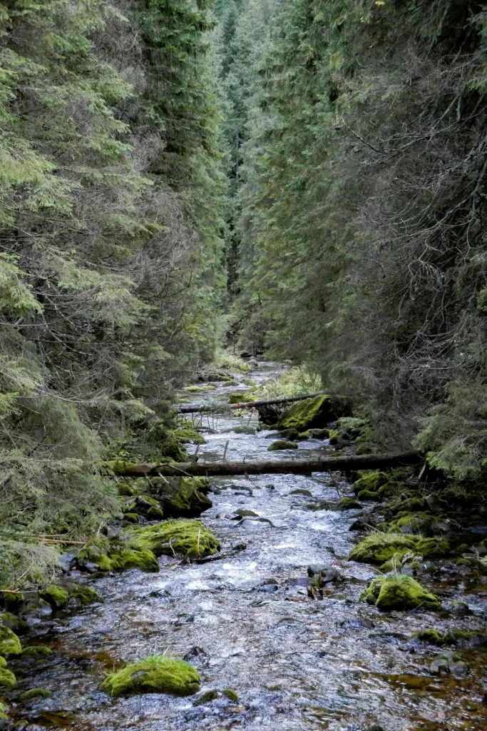 kacper borucki XzX VvtKEtU unsplash